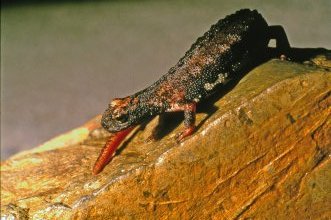 Salamandrina dagli occhiali